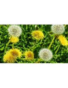 DIENTE DE LEÓN 50 GR PLAMECA 2