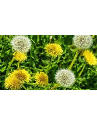 DIENTE DE LEÓN 50 GR PLAMECA