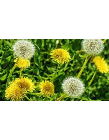 DIENTE DE LEÓN 50 GR PLAMECA