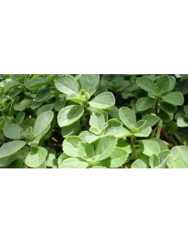BOLDO HOJA TRITURADA 75 GR PLAMECA