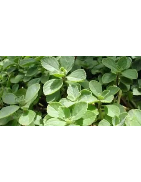 BOLDO HOJA TRITURADA 75 GR PLAMECA