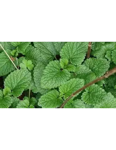 MELISA HOJA EXTRA 15 GR PLAMECA