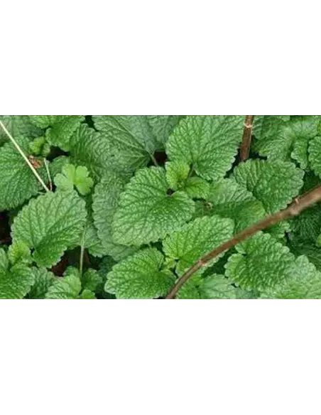 MELISA HOJA EXTRA 15 GR PLAMECA