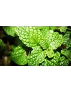 MENTA PIPERITA HOJA 20GR PLAMECA 2