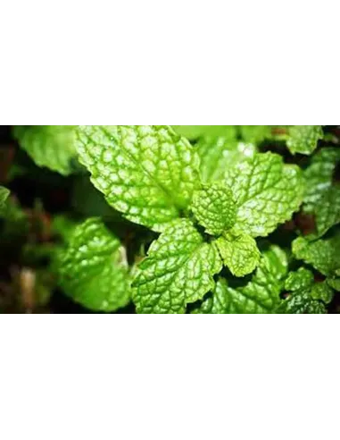 MENTA PIPERITA HOJA 20GR PLAMECA