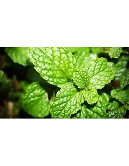 MENTA PIPERITA HOJA 20GR PLAMECA