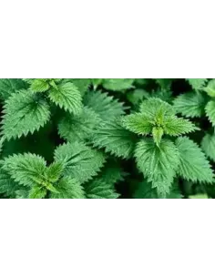 ORTIGA VERDE HOJA 25 GR PLAMECA, 2