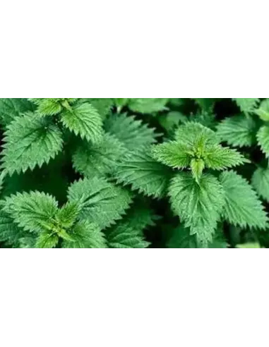 ORTIGA VERDE HOJA 25 GR PLAMECA,