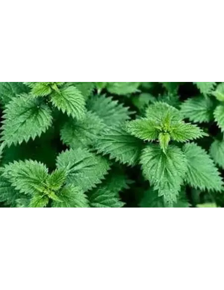 ORTIGA VERDE HOJA 25 GR PLAMECA,