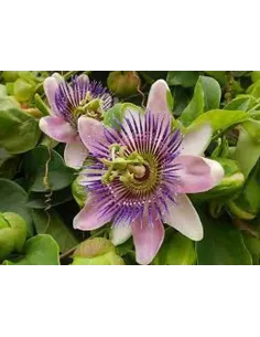 PASIFLORA INCARNATA TRITURADA 50 GR PLAMECA 2
