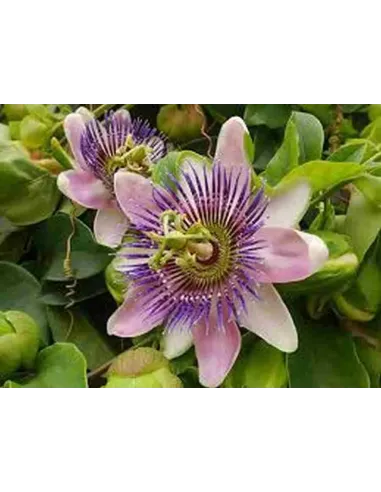 PASIFLORA INCARNATA TRITURADA 50 GR PLAMECA