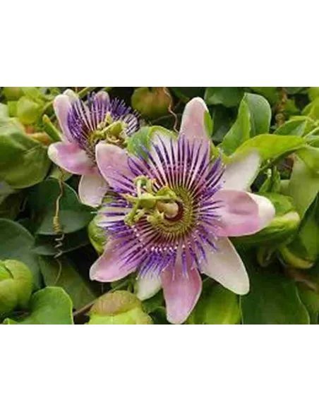 PASIFLORA INCARNATA TRITURADA 50 GR PLAMECA