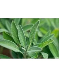SALVIA 50 GR PLAMECA 2