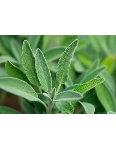 SALVIA 50 GR PLAMECA
