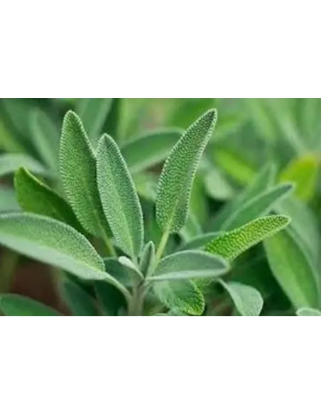 SALVIA 50 GR PLAMECA